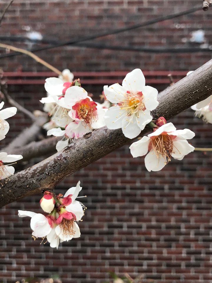 봄을 알리는 매화 꽃 2 - 복사본.jpg