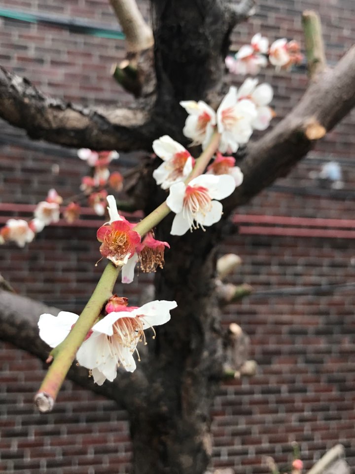봄을 알리는 매화 꽃_1 - 복사본.jpg